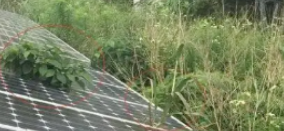 落叶与植物遮挡